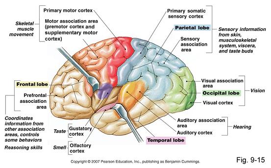 association_cortex