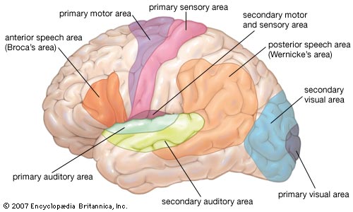 Broca area